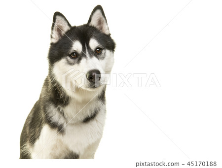 Portrait of a husky dog on a white background Portrait of a husky dog on a white background 45170188
