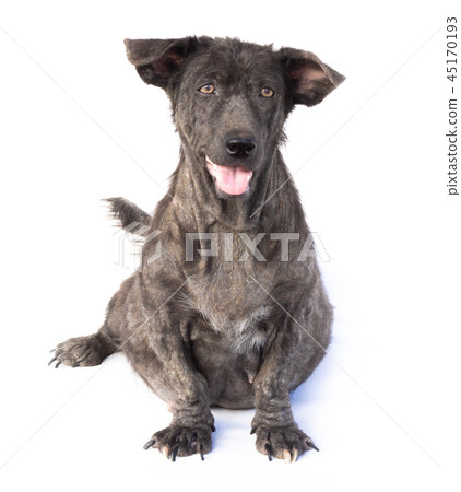 Dog sick leprosy skin problem with pregnant Dog sick leprosy skin problem with pregnant 45170193