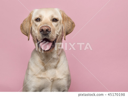 Portrait of a blond labrador retriever dog on pink Portrait of a blond labrador retriever dog on pink 45170198