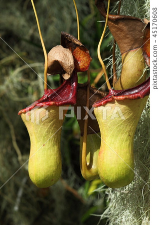 Hyogo Prefectural Flower Center 45170608