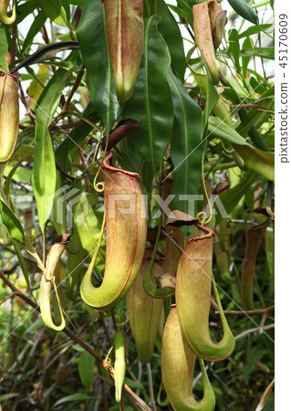 Hyogo Prefectural Flower Center 45170609