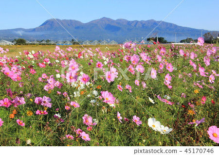 Cosmos field and Mt. Akagi (Maebashi City, Gunma Prefecture) 45170746