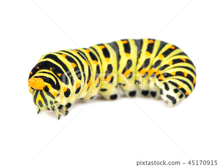 Swallowtail caterpillar isolated Swallowtail caterpillar isolated 45170915