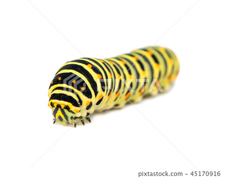 Swallowtail caterpillar isolated Swallowtail caterpillar isolated 45170916