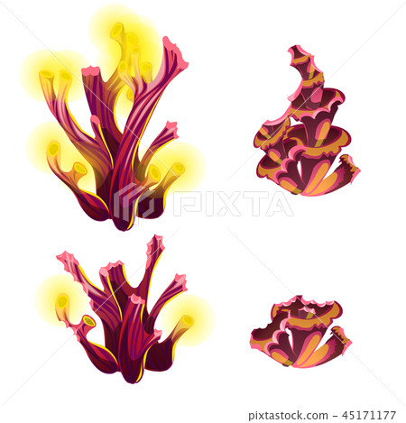 Set of colorful marine cartoon partially eaten algae and coral polyps isolated on white background Set of colorful marine cartoon partially eaten algae and coral polyps isolated on white background 45171177