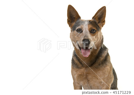 Portrait of a smiling australian cattle dog 45171229
