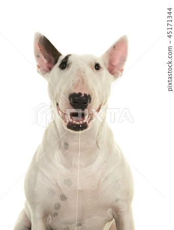 Portrait of a cute bull terrier looking at camera Portrait of a cute bull terrier looking at camera 45171344