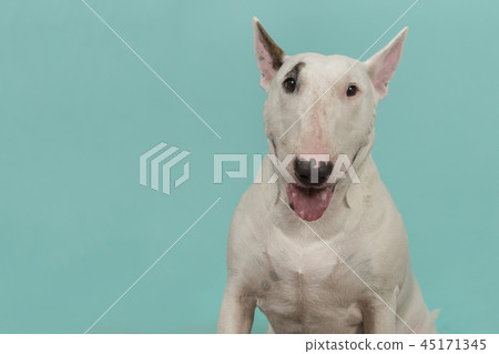 Portrait of a bull terrier on a blue background Portrait of a bull terrier on a blue background 45171345