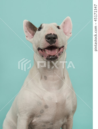 Portrait of a cute bull terrier looking up Portrait of a cute bull terrier looking up 45171347