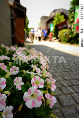 Flower blooming in summer alley 45171481