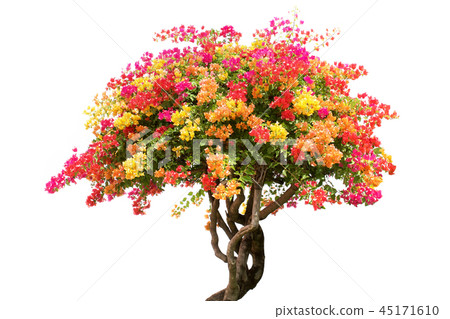 Bougainvillea flower isolate on white background 45171610