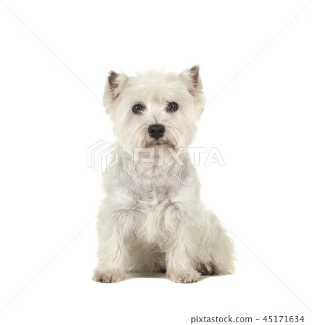 West highland white terrier or westie dog sitting West highland white terrier or westie dog sitting 45171634