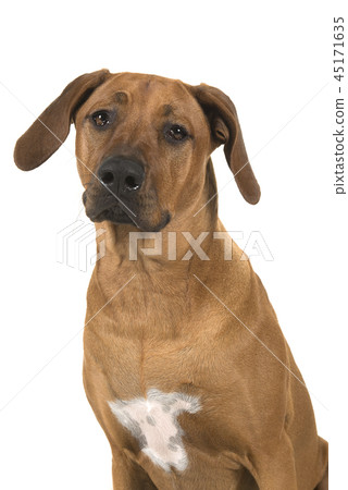 Portrait of a rhodesian ridgeback dog Portrait of a rhodesian ridgeback dog 45171635