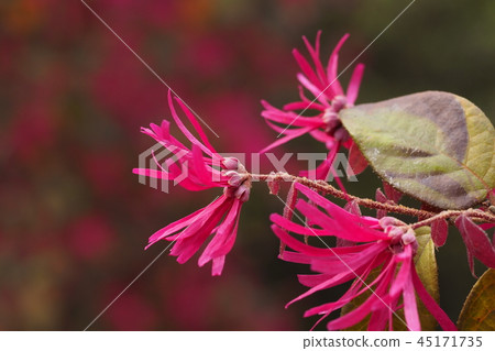 Safflower Tokiwamansaku 45171735