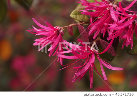 Safflower Tokiwamansaku 45171736