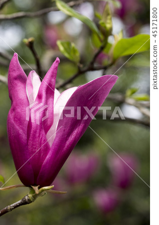 紫水晶蓮花 紫水晶蓮花 45171800