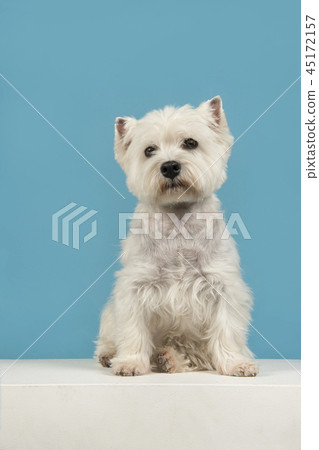 Cute west highland white terrier or westie sitting 45172157