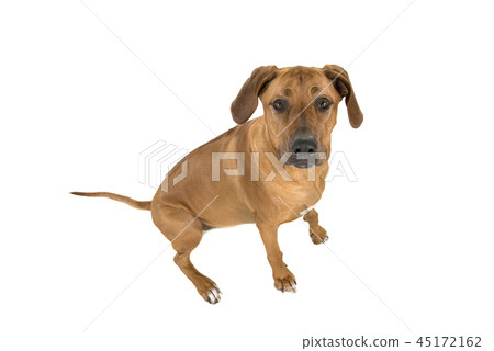 Rhodesian ridgeback looking up 45172162