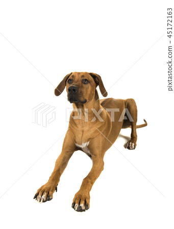Rhodesian ridgeback lying down looking up 45172163