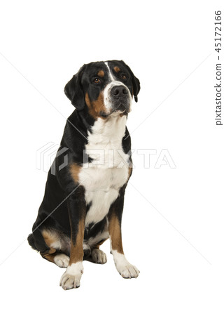 Great swiss mountain dog sitting 45172166