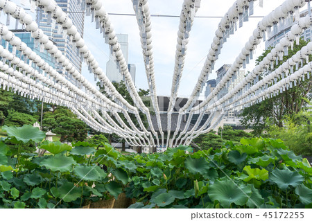 lotus flowers under white lanterns 45172255