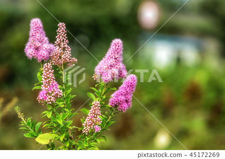 Spiraea salicifolia close up Spiraea salicifolia close up 45172269