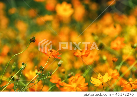 orange cosmos close up orange cosmos close up 45172270
