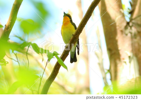 Kibitaki Wild Bird Summer Bird Yellow Bird Kibitaki Wild Bird Summer Bird Yellow Bird 45172323