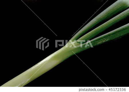 Japanese leek  45172336