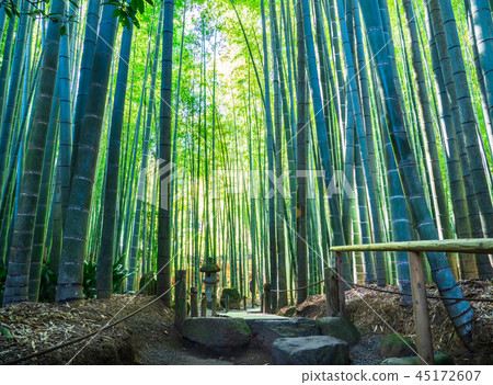 鎌倉Hogokuji竹園 鎌倉Hogokuji竹園 45172607