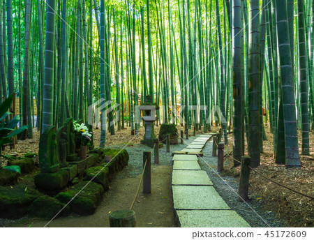 鎌倉Hogokuji竹園 鎌倉Hogokuji竹園 45172609