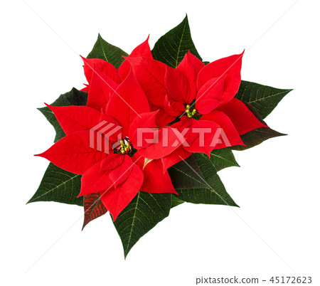 Closeup of red Christmas poinsettia flowers 45172623