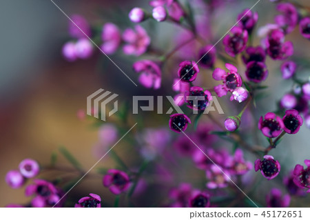 Closeup of chamelaucium flowers 45172651