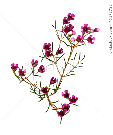 Chamelaucium flowers 45172753