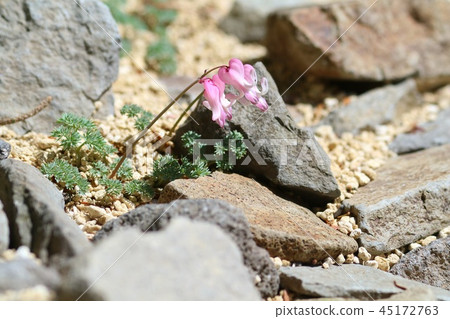 Dicentra alpine plant wildflowers close up Dicentra alpine plant wildflowers close up 45172763