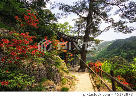 Royal Azalea and Buddhist Shrine 45172978