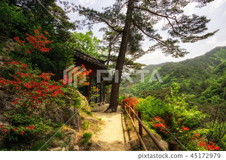 Royal Azalea and Buddhist Shrine Royal Azalea and Buddhist Shrine 45172979