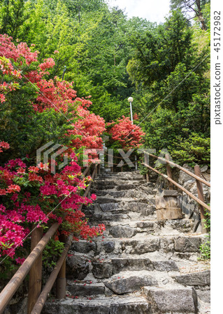 Royal Azalea in Buddhist temple Royal Azalea in Buddhist temple 45172982