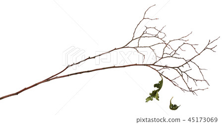 Dry twig with two old leaves Dry twig with two old leaves 45173069