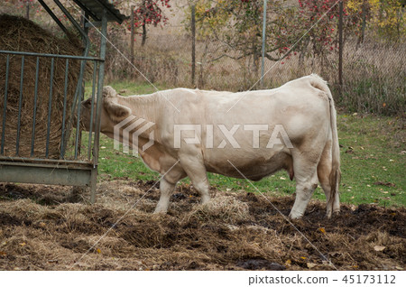 portrait of white cow eating straw in a meadow 45173112
