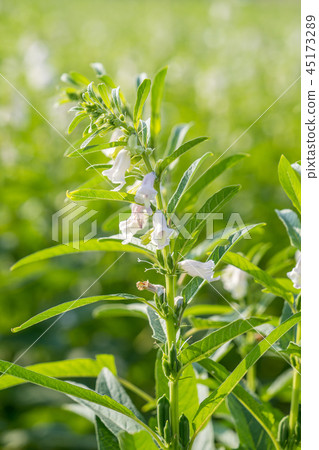 台灣台南芝麻農田農業土地特殊蜜蜂芝麻農場芝麻農場芝麻 45173289