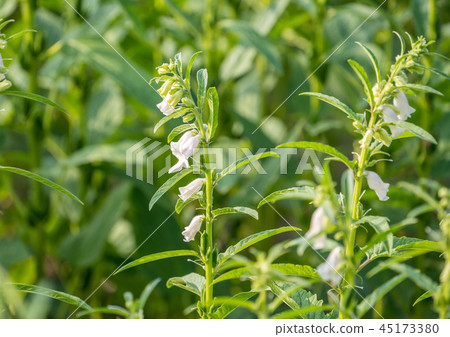台灣台南芝麻農田農業土地特殊蜜蜂芝麻農場芝麻農場芝麻 45173380