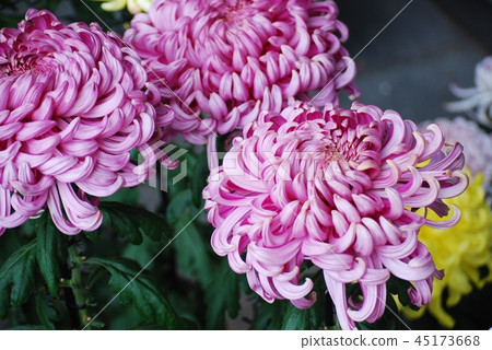 菊花菊花 45173668