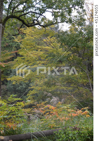 Natural landscape forest 45174055
