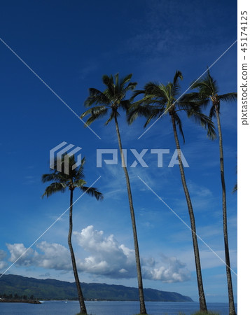 哈雷瓦海灘公園 哈雷瓦海灘公園 45174125