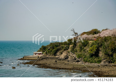Sakura Awashima Shrine 45174283