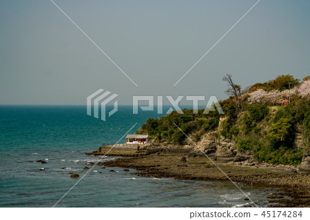 Sakura Awashima Shrine 45174284