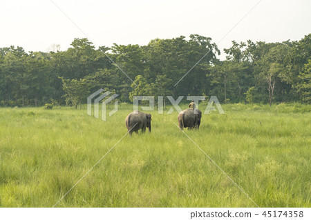 Mahout or elephant rider with two elephants Mahout or elephant rider with two elephants 45174358
