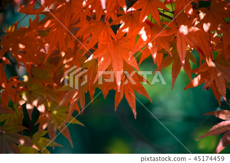 秋天圖像_秋葉XL 45174459