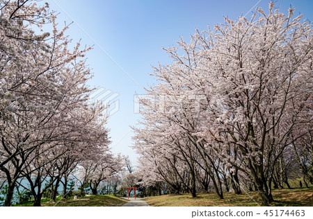 Sakura Awashima Shrine Sakura Awashima Shrine 45174463